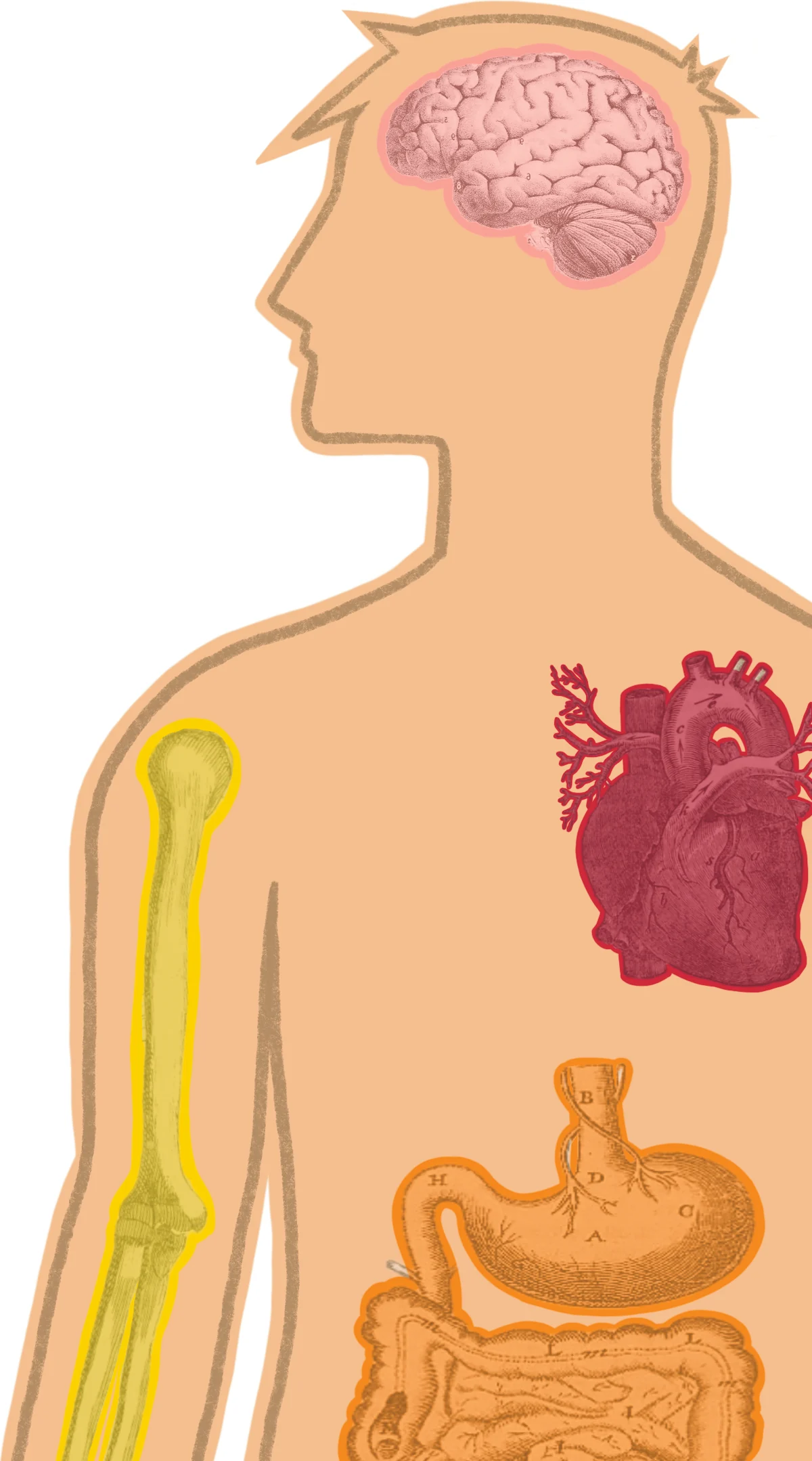 Sagoma di uomo con cervello, cuore, stomaco e intestino in evidenza